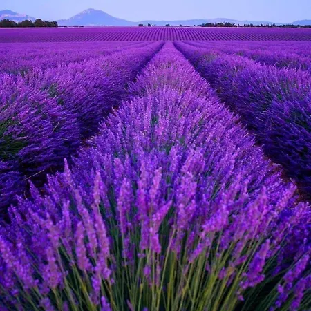 Gorges Du Verdon 3 Etoiles Proche Du De Ste Croix Nbres Activites Nautiques Randonnees Entoure De Champs De Lavandes 4 Pers